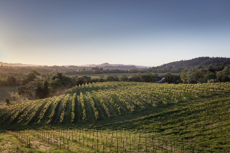 Quivira Vineyards 4 768x512