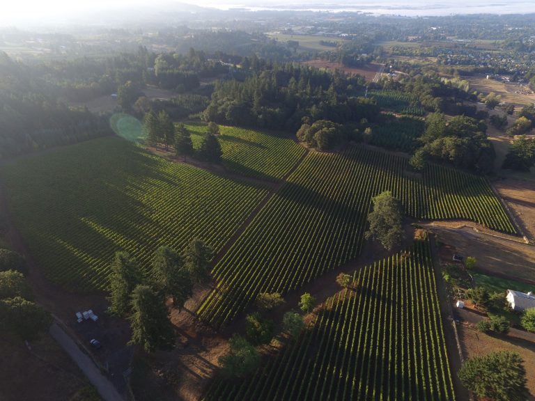 Rain Dance Vineyard 1 768x576