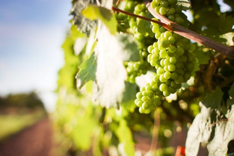 Rava Wines 2 768x512