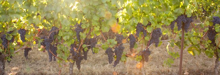 Redhawk Winery 2 768x264