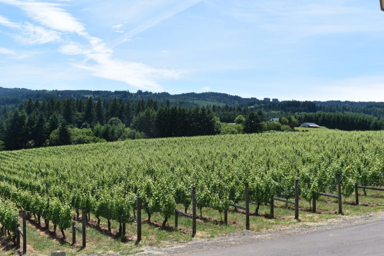 Ruby Vineyard   WInery 1 768x512