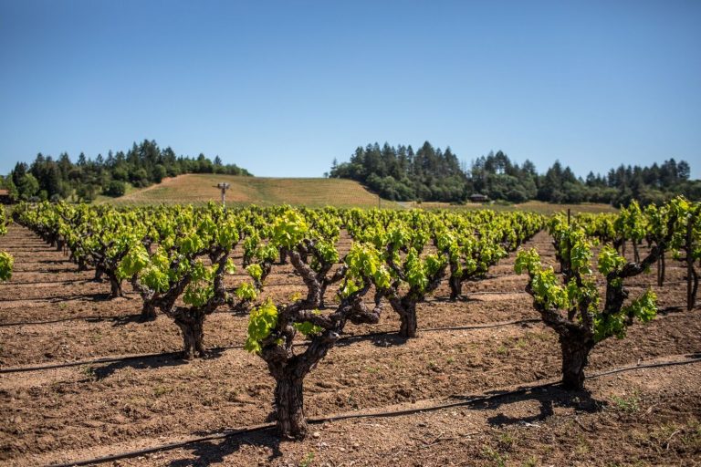 Saini Vineyards 2 768x512