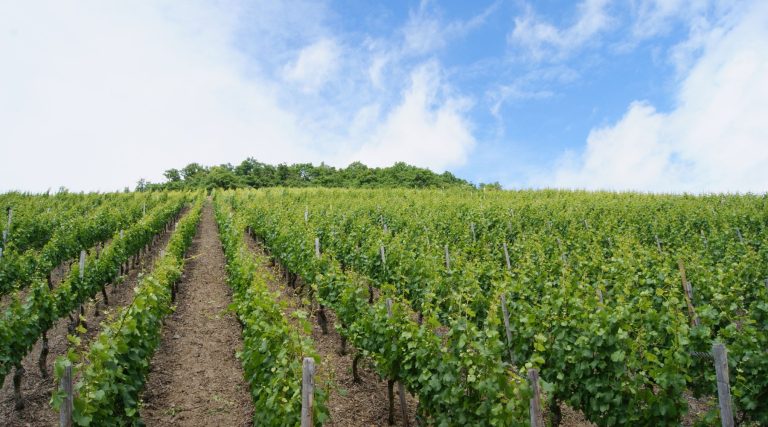 St Anne Crossing Winery 3 768x427