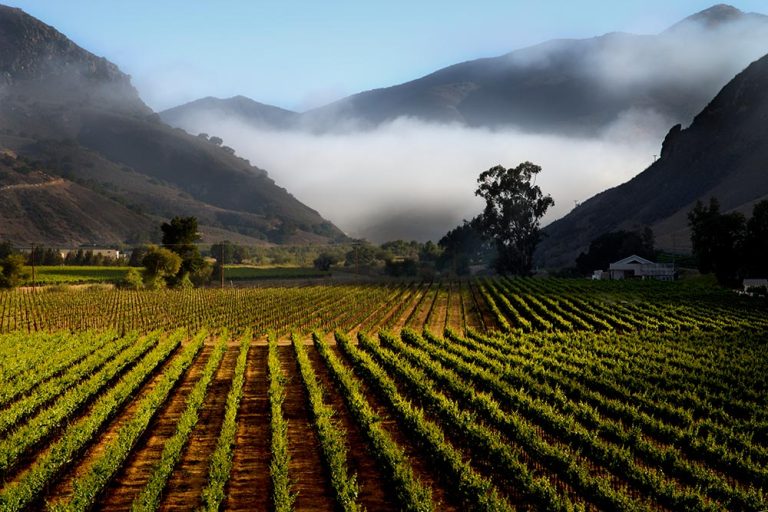 TWOMEY Russian River Valley 1 768x512