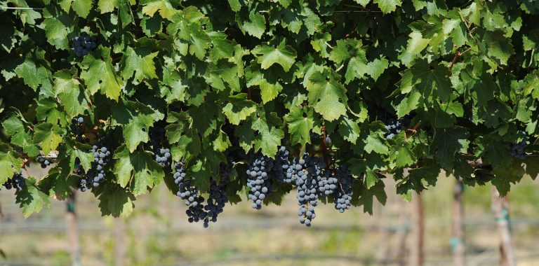 Tackitt Family Vineyard 2 768x380