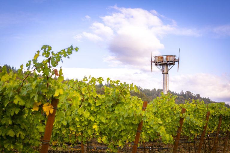TitusVineyards3 scaled 1 768x512