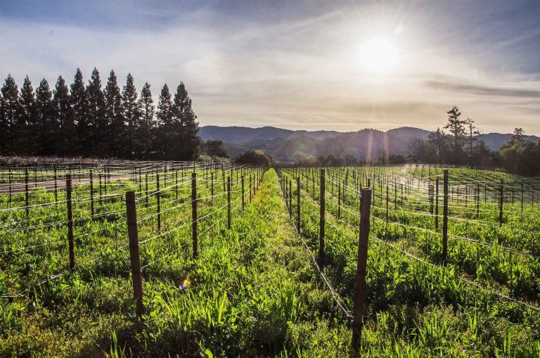 Unti Vineyards 1 768x509
