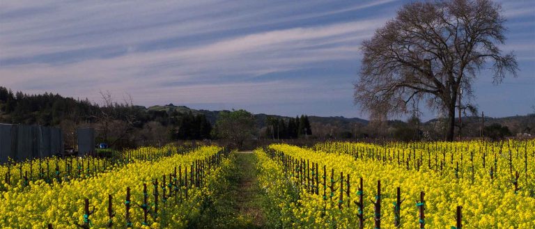 Unti Vineyards 2 768x329