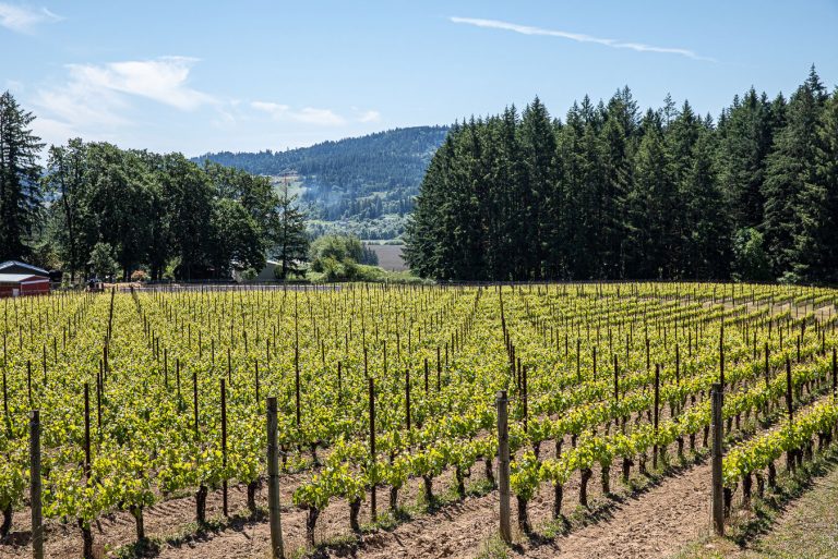 Utopia Vineyard  768x513