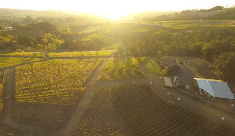 Vidon Vineyard 1 768x445