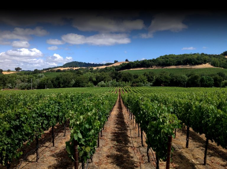Viszlay Vineyards 1 768x574