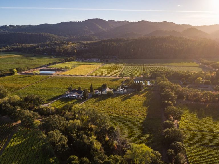 benesserevineyard1 768x576