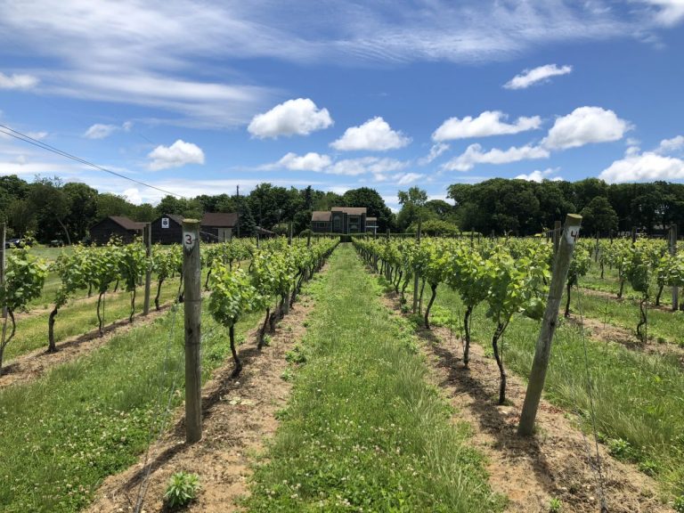 borghesevineyards2 768x576