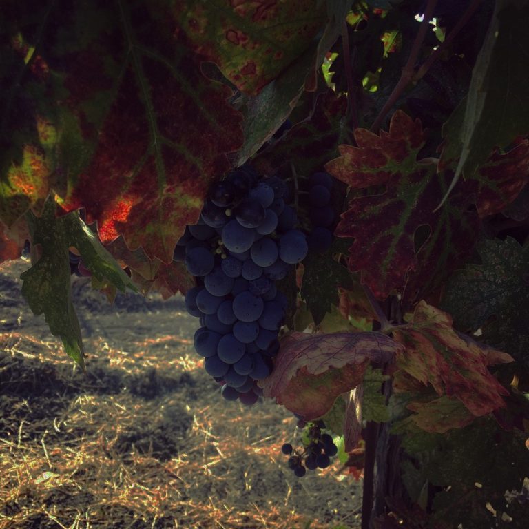dark star cellars 4 768x768