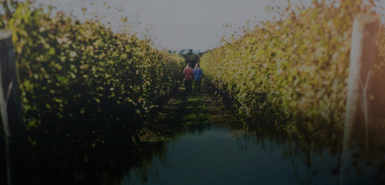 duckwalk1 768x370