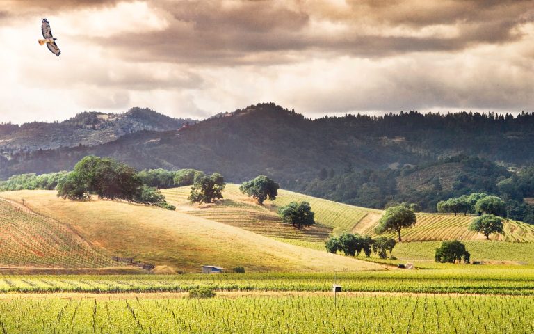 honigvineyard2 768x480