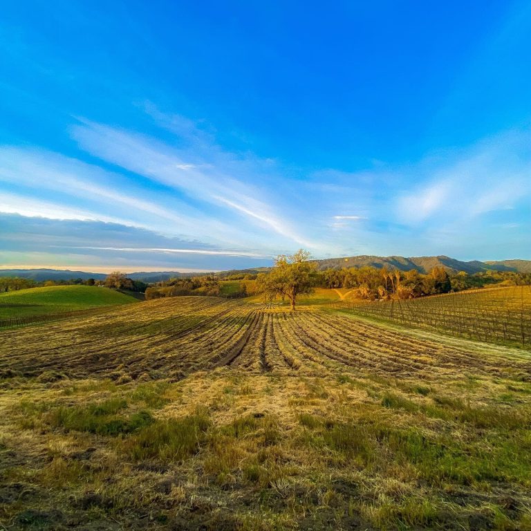jada vineyard   winery 3 768x768
