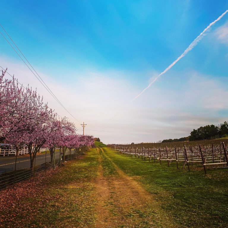 jada vineyard   winery 4 768x768