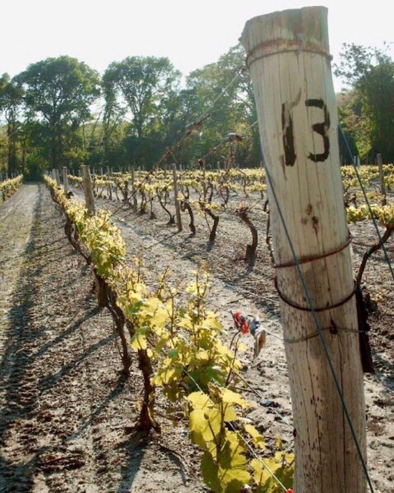loughlinvineyard2 768x960