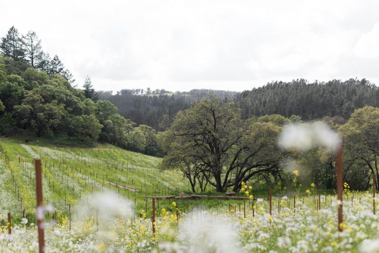 mayacamas 3 768x513