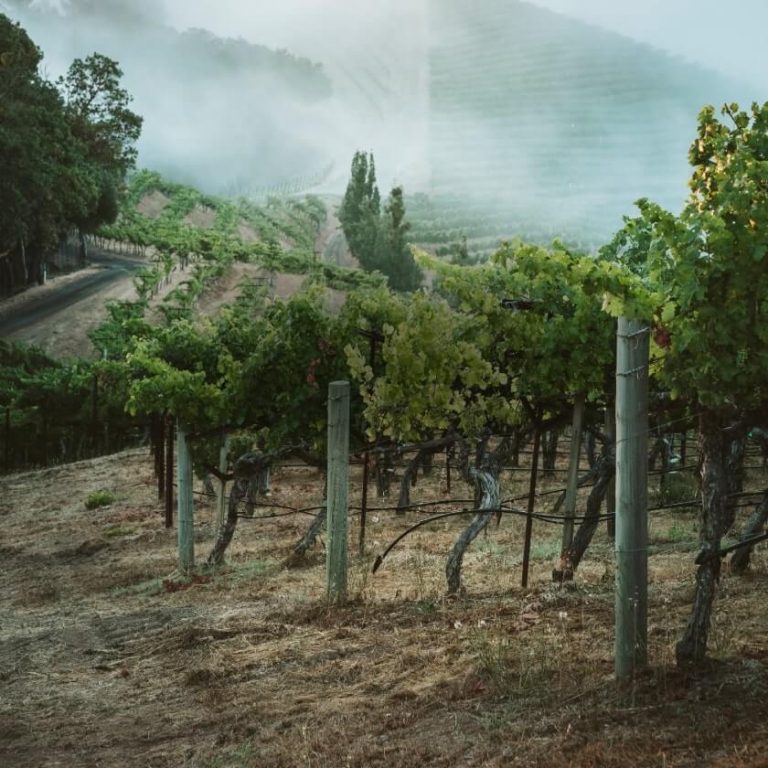 newtonvineyard3 768x768