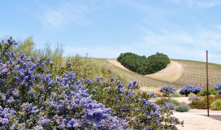 niner wine estates 1 768x452