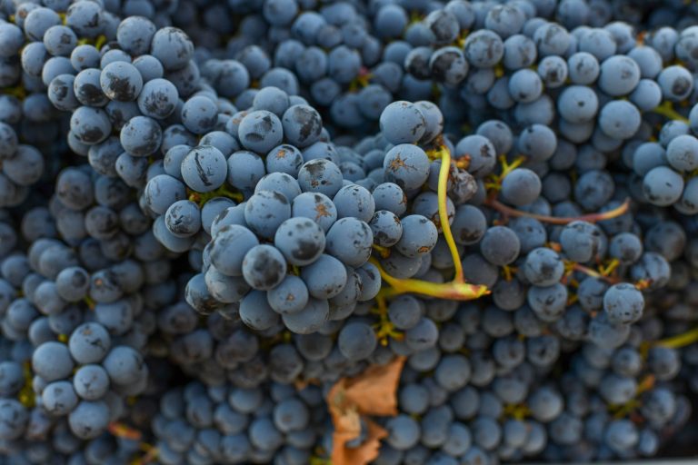 palomavineyards2 scaled 1 768x512