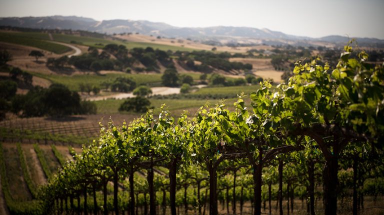 penman springs vineyard 2 768x430