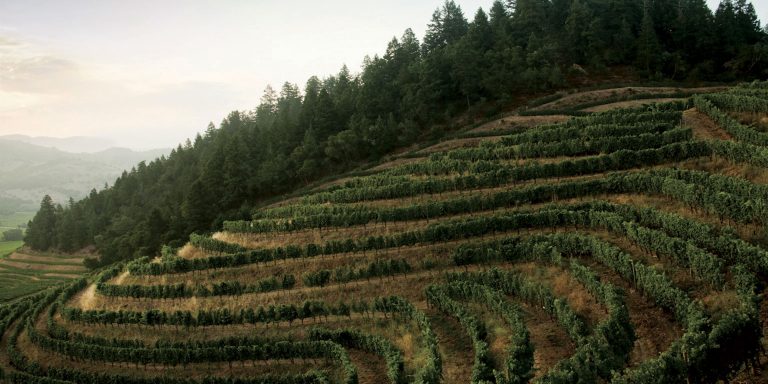 pineridge3 768x384