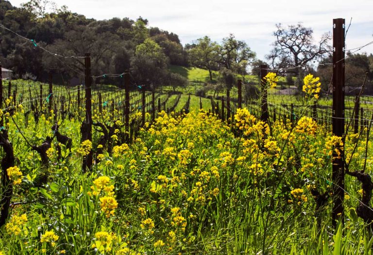 robinsonfamilyvineyard3 768x525