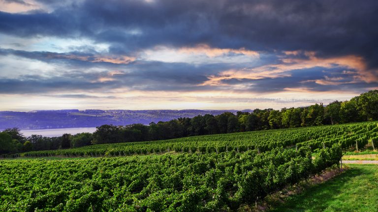 ryanwilliamsvineyards1 768x432