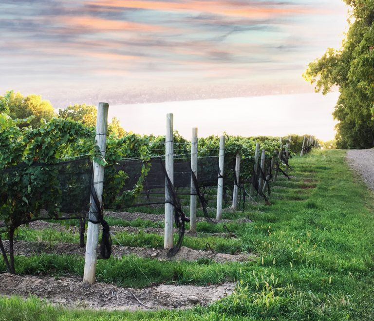 ryanwilliamsvineyards2 768x658