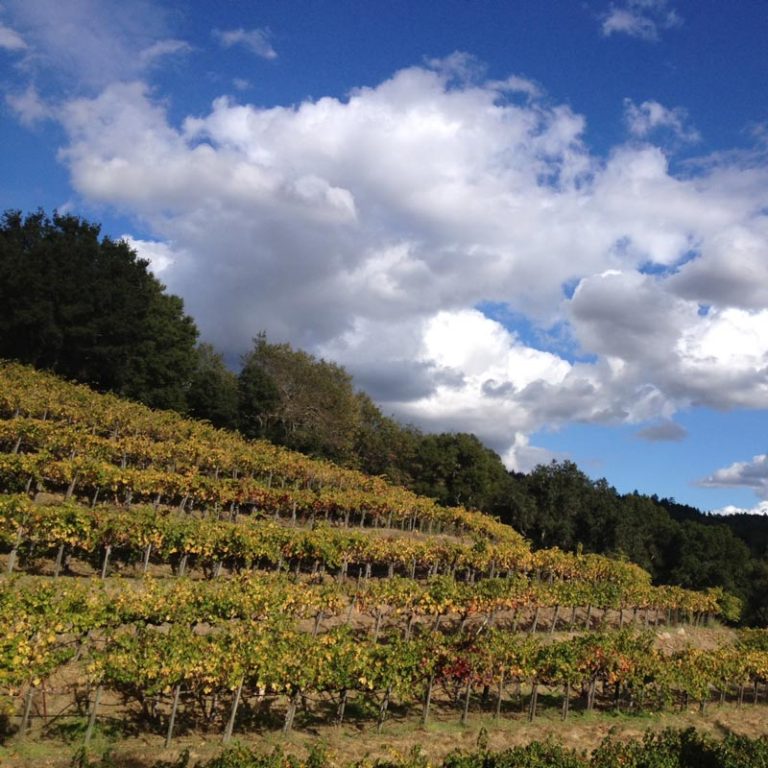 terraceswine1 768x768