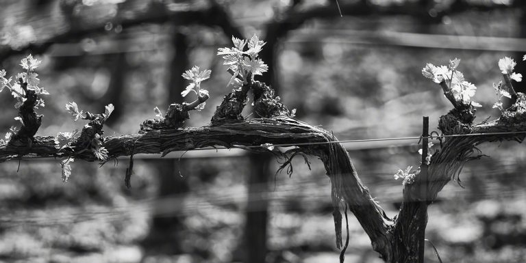 vengevineyards1 768x385