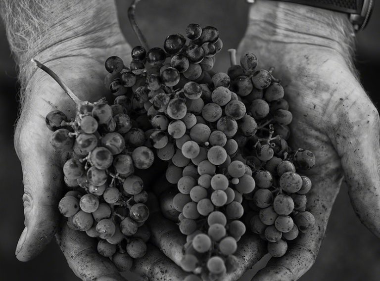 vengevineyards2 768x568