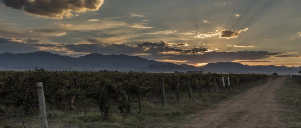 Scenery of vineyard